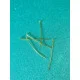 Ace din aliaj placat cu aur lung de 4 cm (1 5/8 '), 0,7 mm (calibru 21) Pret pentru 10 bucati. Se vinde la set de 10 buc. = 5,2 RON